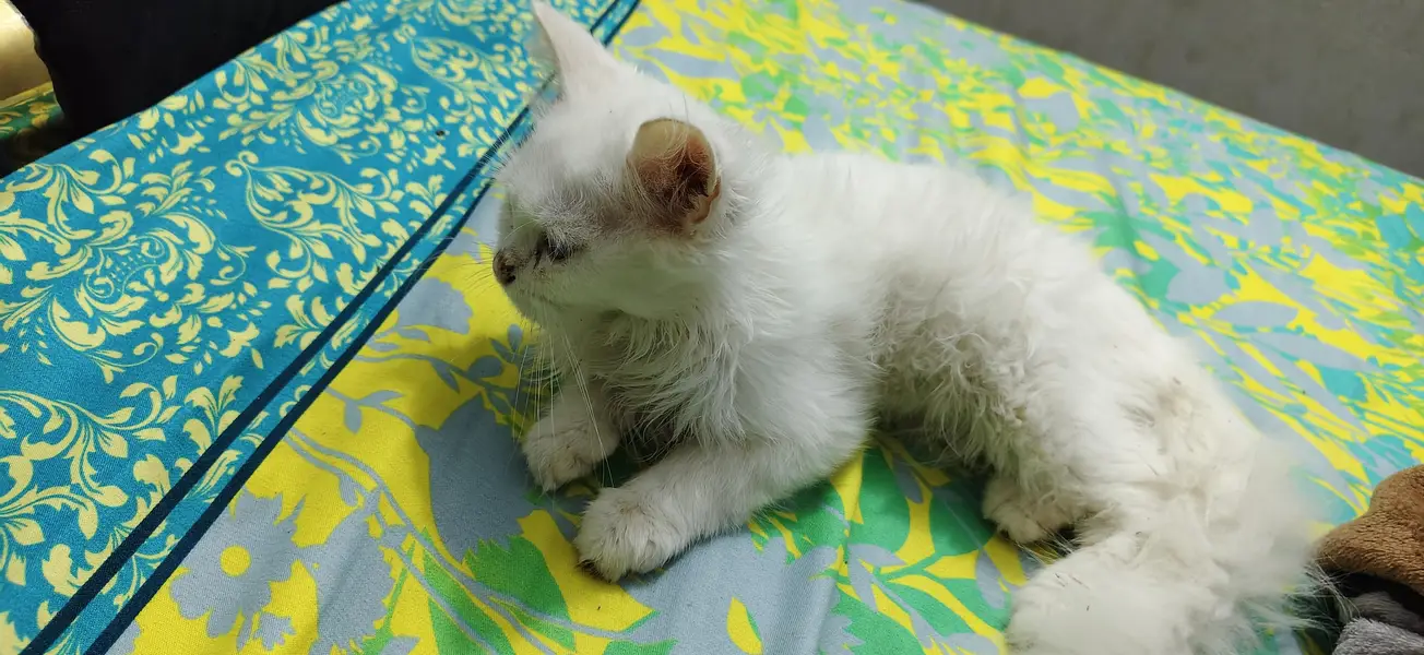 persion cat pair — photo 4