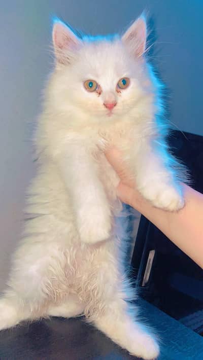 Persian male kitten