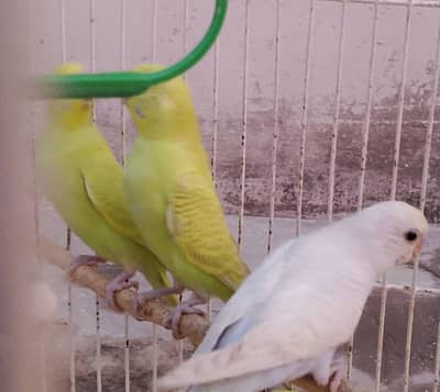 AUSTRALIAN PARROT HOME BREED