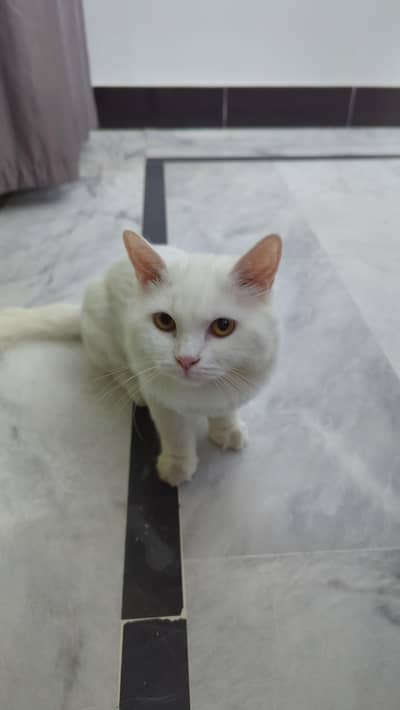 Persian