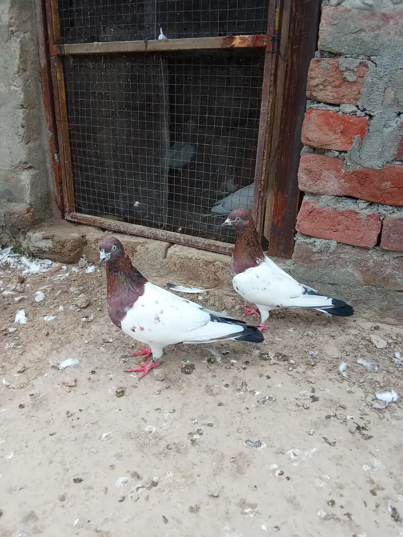 pure Indian — photo 3
