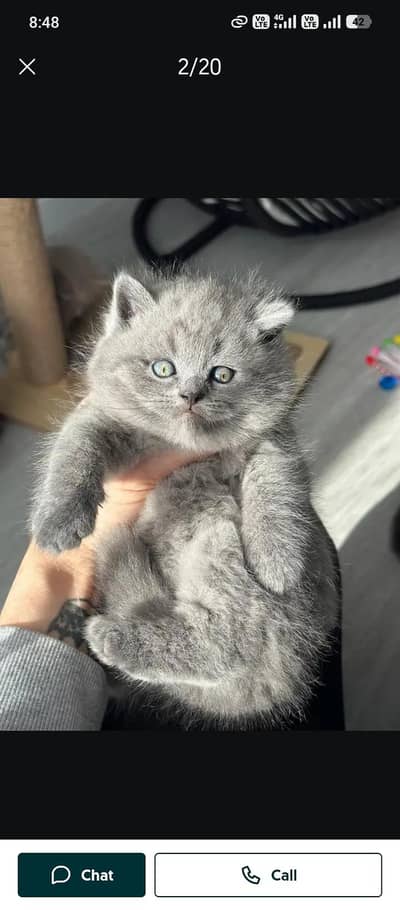 cash on delivery available Persian punch face cat kitten