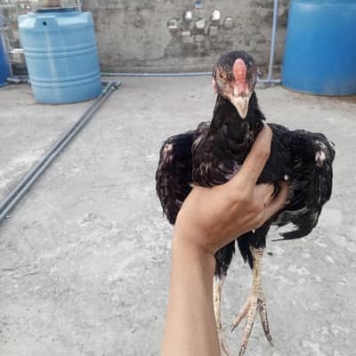 2 Male Aseel chicks high quality home bread white java Aseel chicks