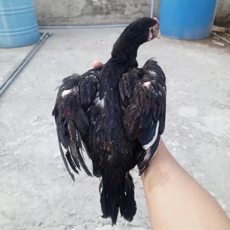 2 Male Aseel chicks high quality home bread white java Aseel chicks — photo 2
