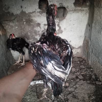2 Male Aseel chicks high quality home bread white java Aseel chicks