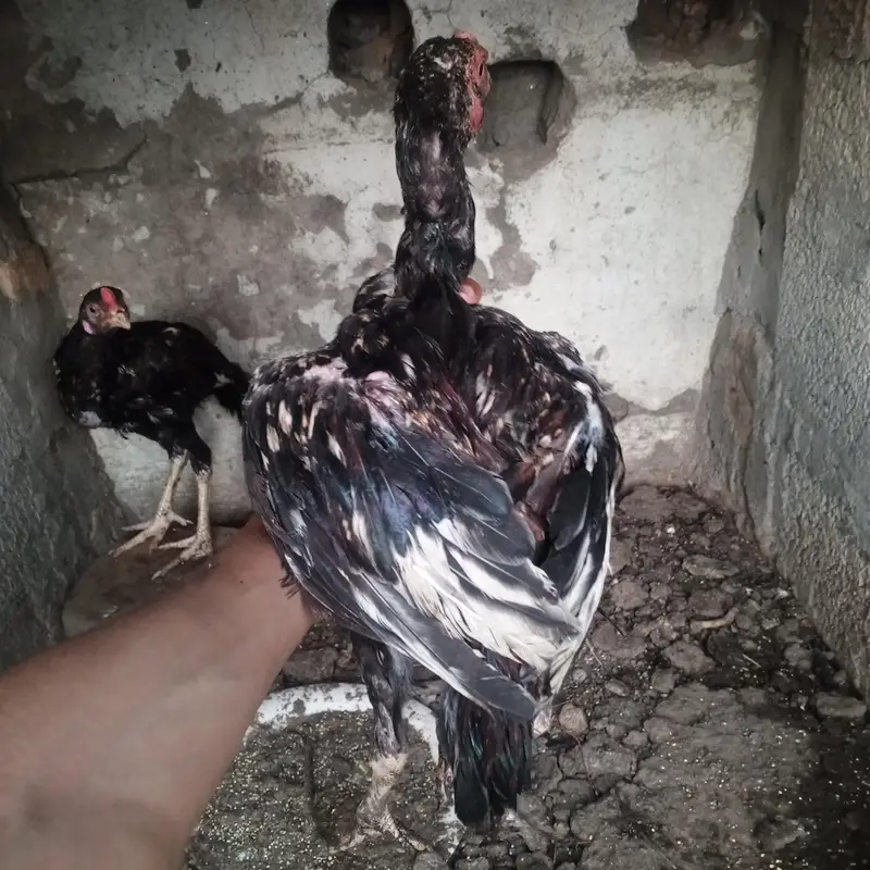 2 Male Aseel chicks high quality home bread white java Aseel chicks — photo 3