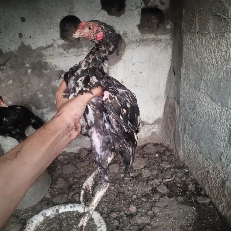 2 Male Aseel chicks high quality home bread white java Aseel chicks — photo 4