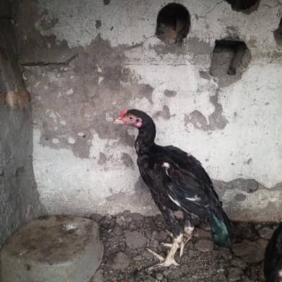 2 Male Aseel chicks high quality home bread white java Aseel chicks