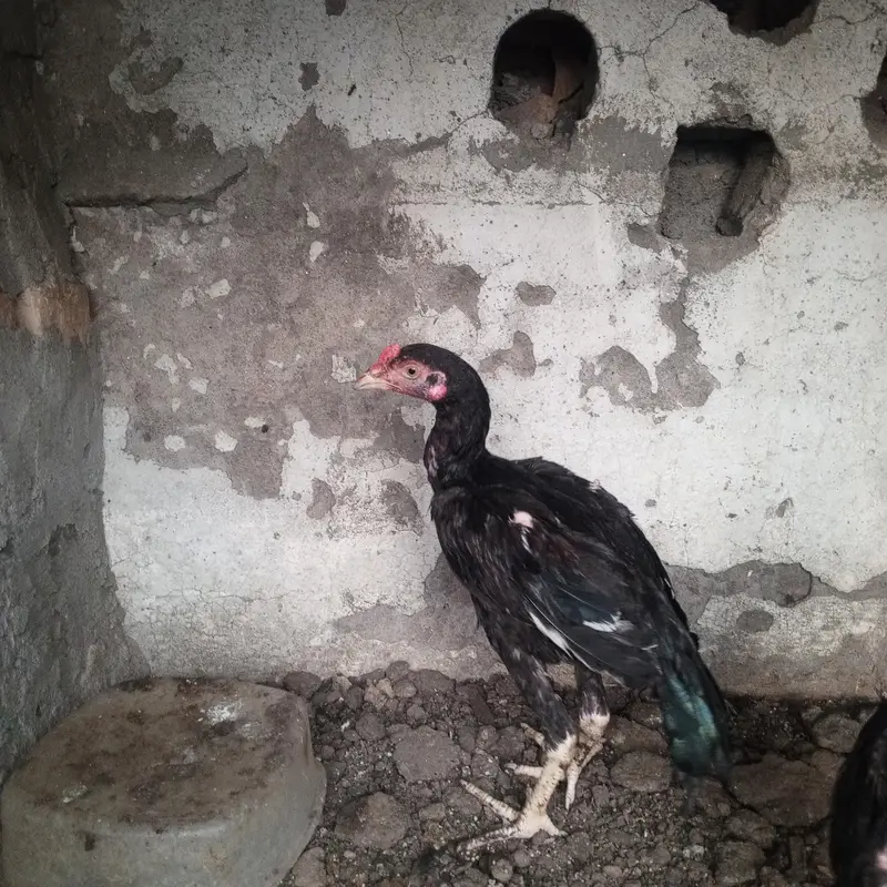 2 Male Aseel chicks high quality home bread white java Aseel chicks — photo 5