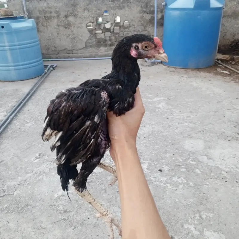 2 Male Aseel chicks high quality home bread white java Aseel chicks — photo 6