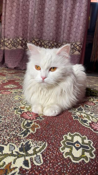Persian cat for sell