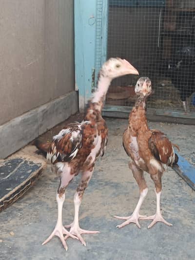 Heera aseel murga black murgi cheeni murgi Heera chicks mianwali chick