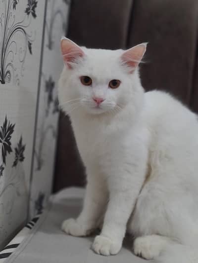 8 month persian male