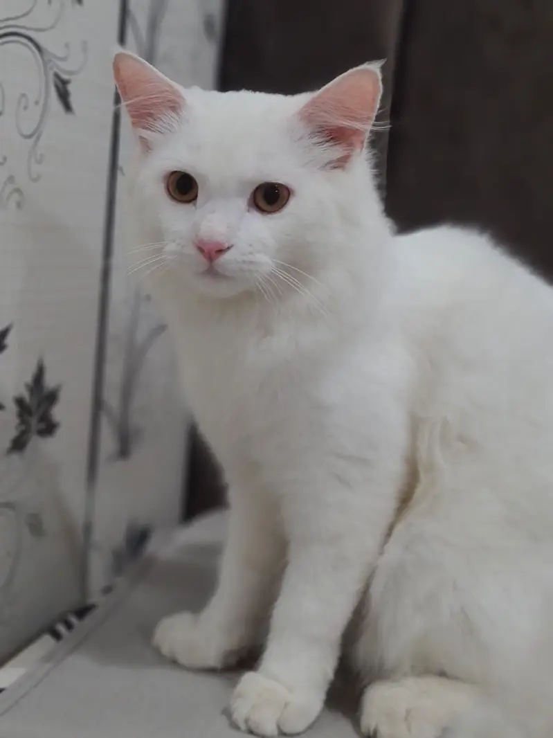 8 month persian male — photo 2