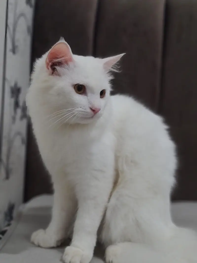 8 month persian male — photo 3