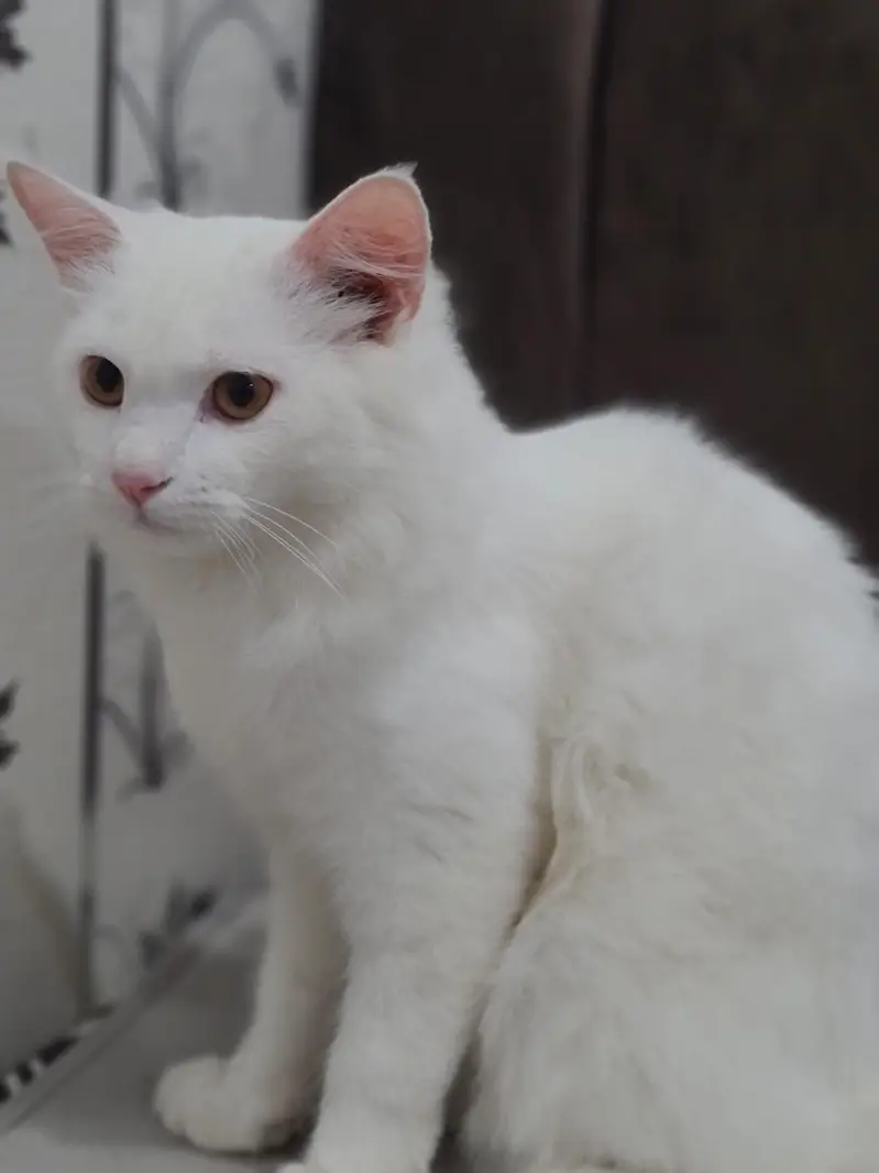 8 month persian male — photo 4