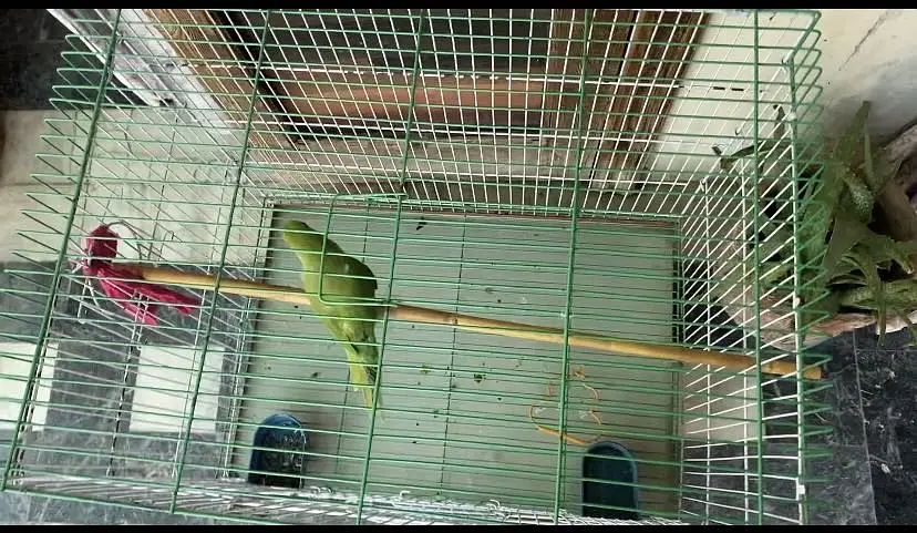 Cage new condition — photo 3