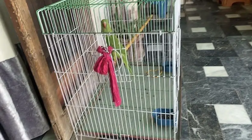 Cage new condition — photo 5