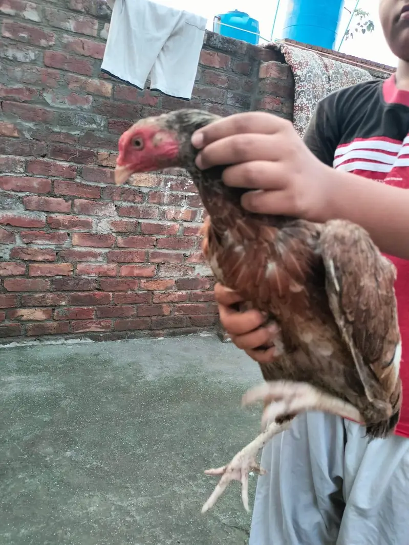 Aseel hens — photo 2