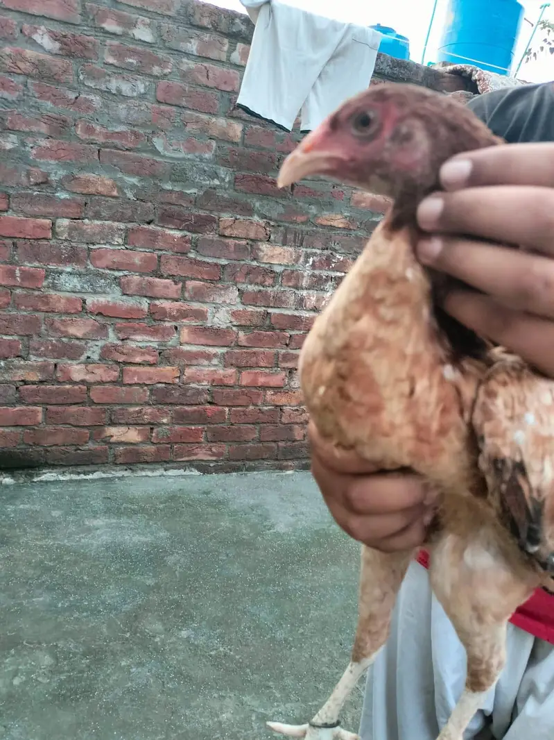 Aseel hens — photo 3