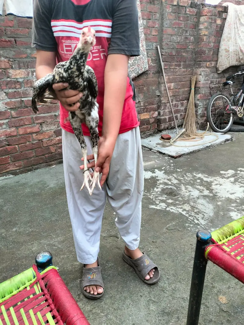 Aseel hens — photo 4