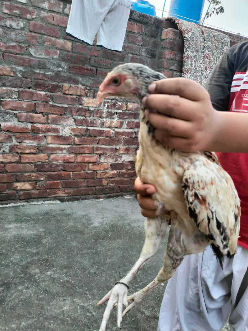 Aseel hens — photo 5