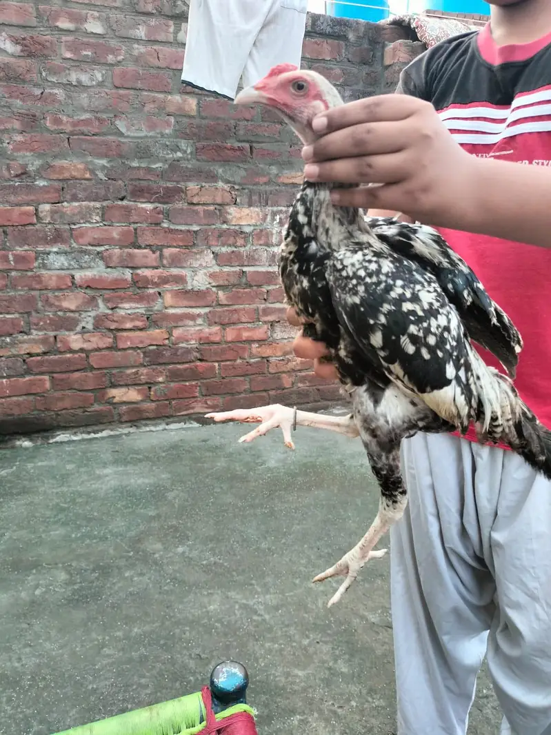 Aseel hens — photo 6