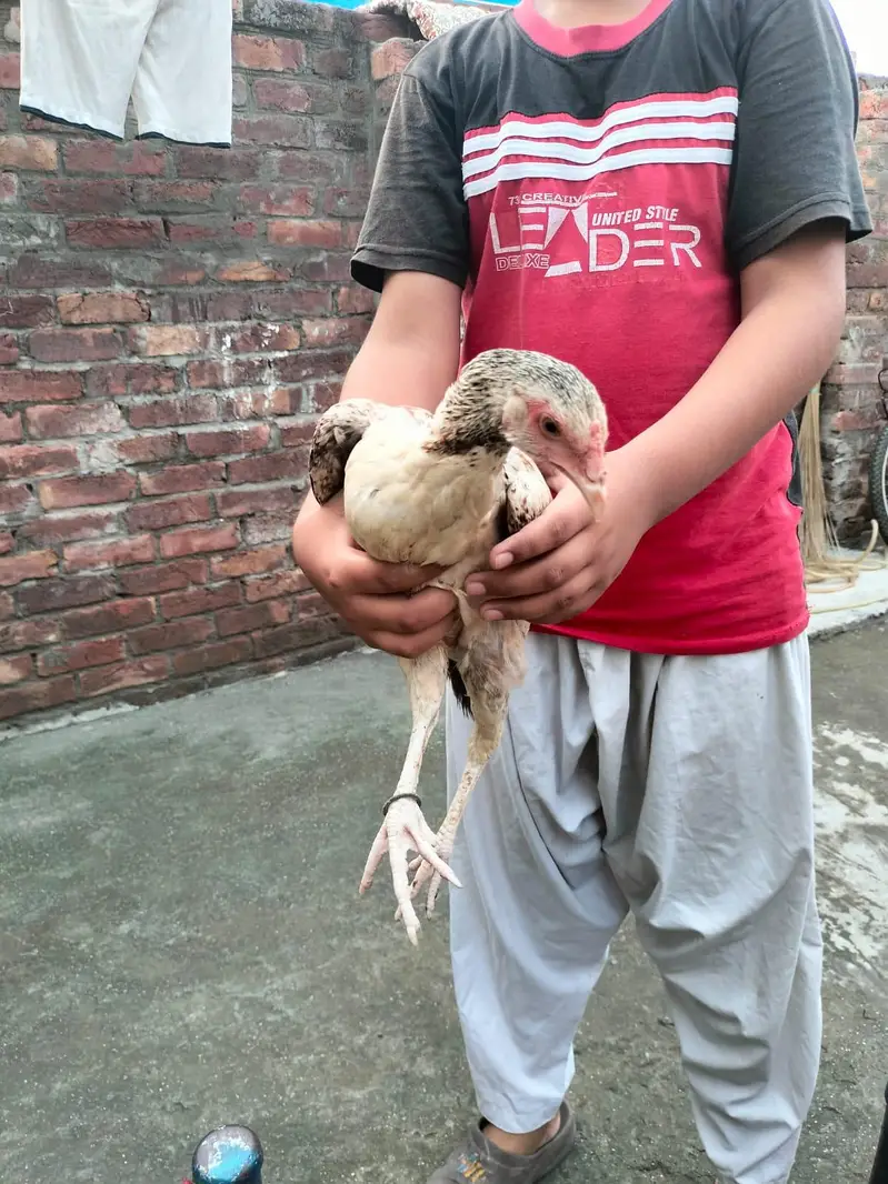 Aseel hens — photo 7
