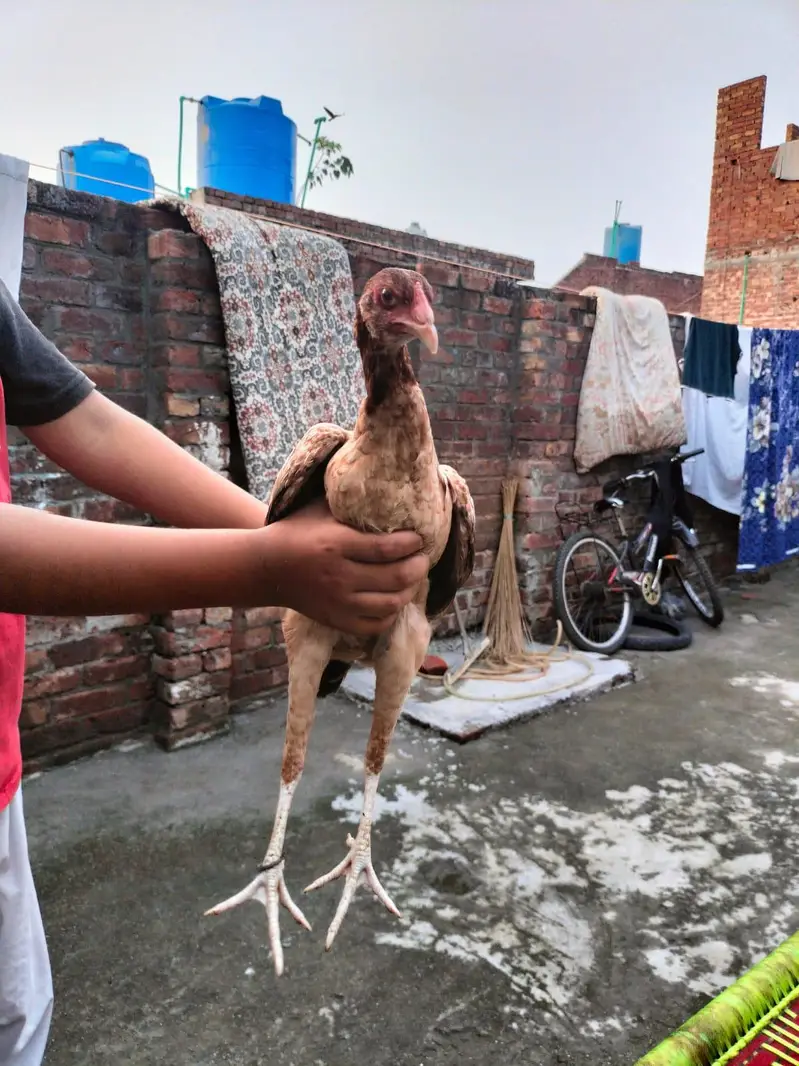 Aseel hens — photo 8