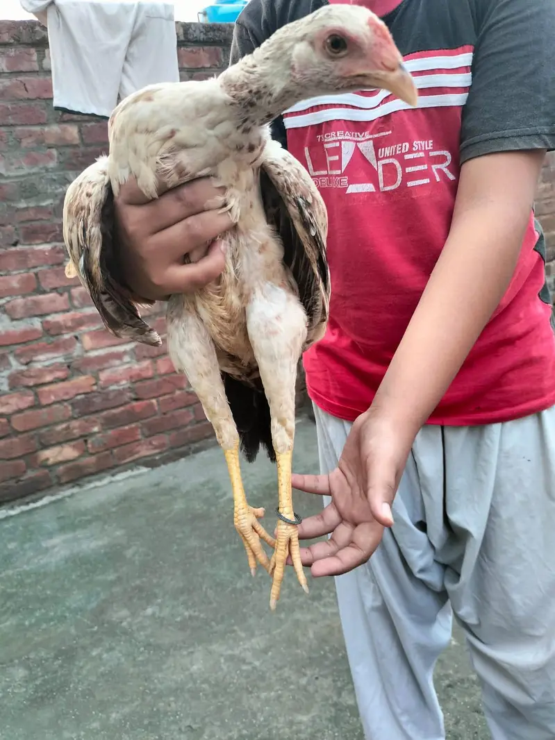 Aseel hens — photo 9