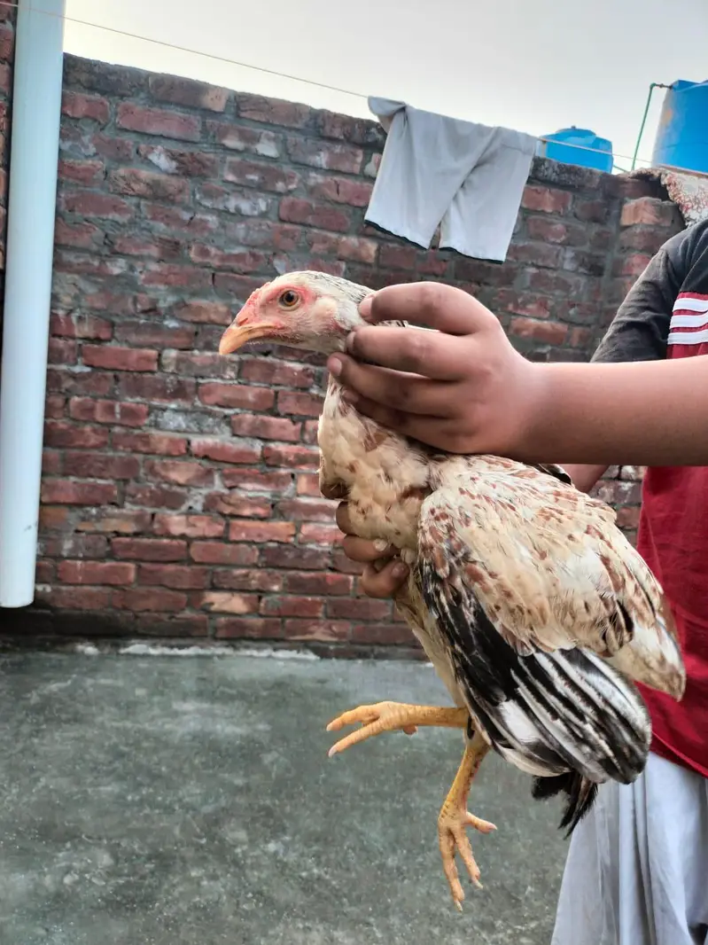 Aseel hens — photo 10