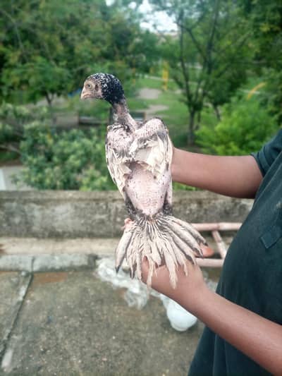 100% Quality breeders Chicks Forsale . | Read full
