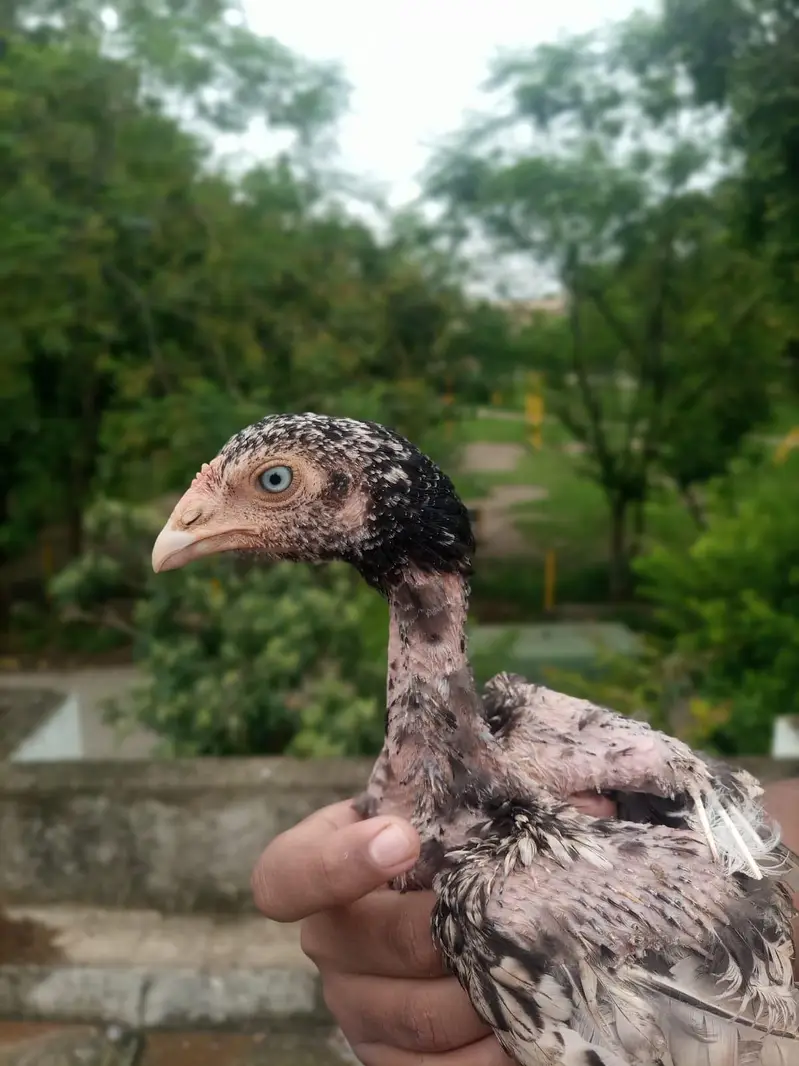 100% Quality breeders Chicks Forsale . | Read full — photo 2