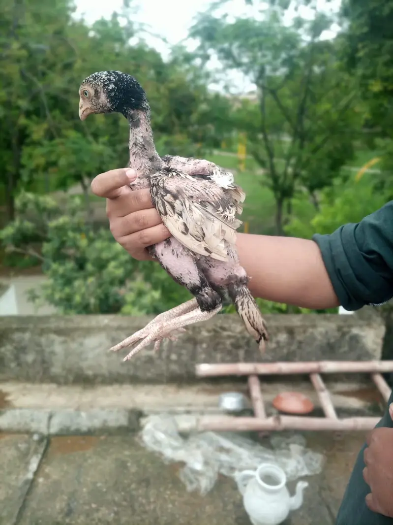 100% Quality breeders Chicks Forsale . | Read full — photo 3