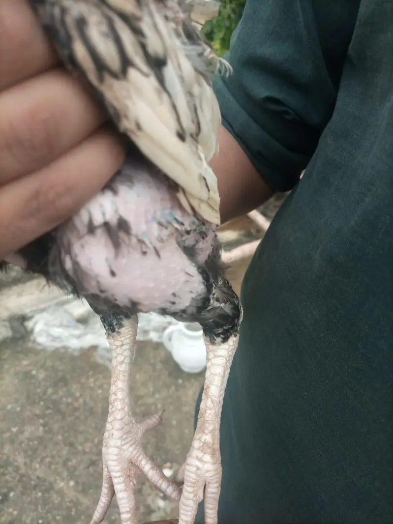 100% Quality breeders Chicks Forsale . | Read full — photo 4