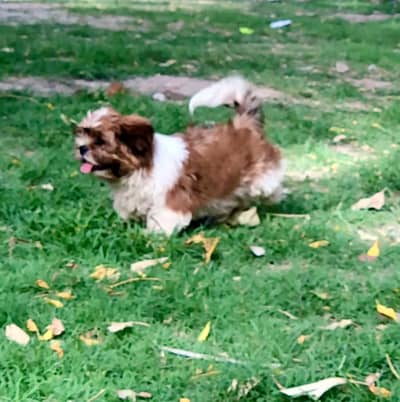 Shihtzu dog | shihtzu puppy | labra dog| labrador| SHITZU FEMALE/male