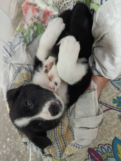 45 days puppy