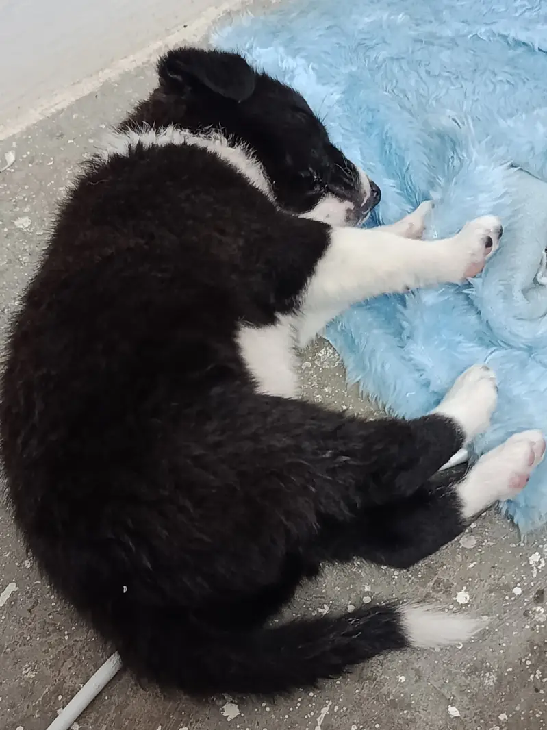 45 days puppy — photo 2