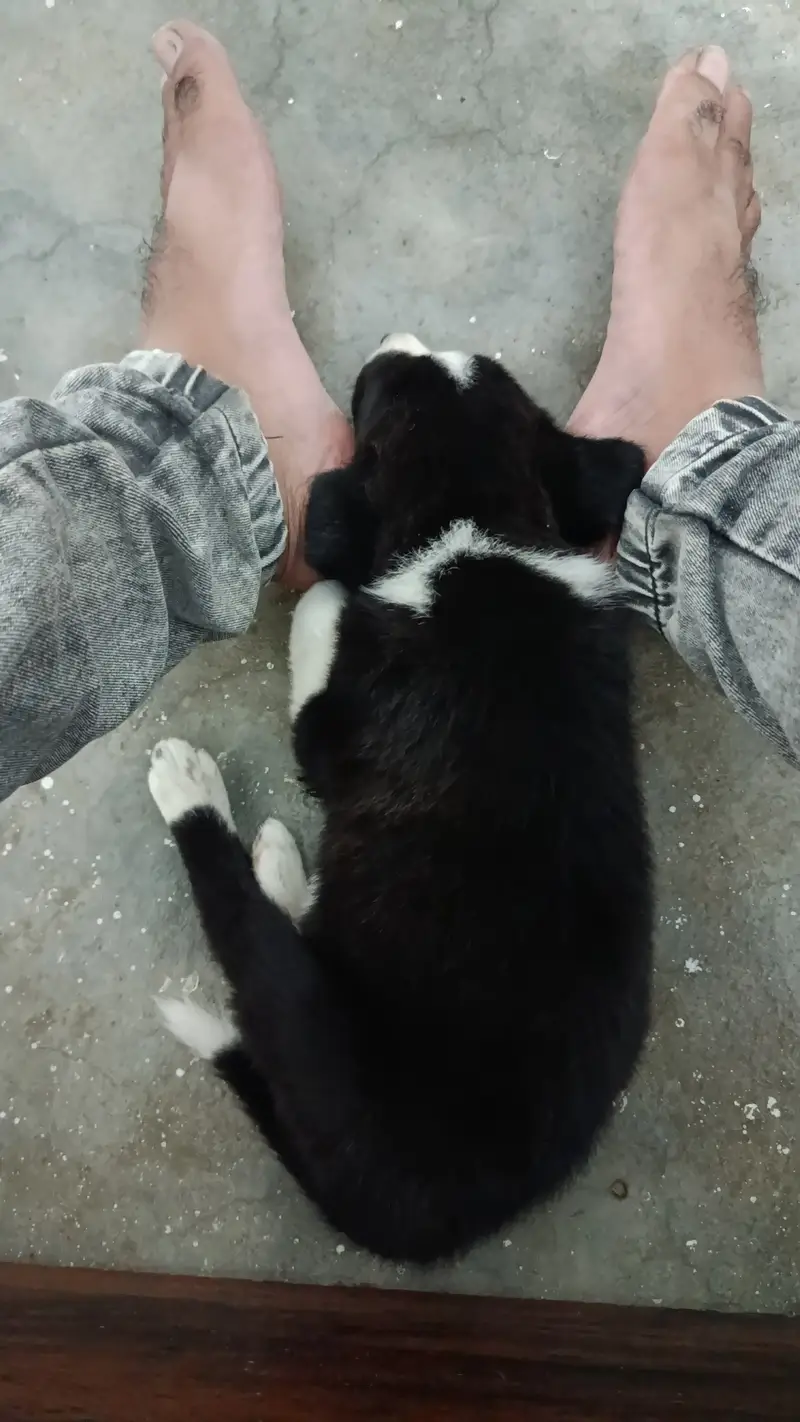 45 days puppy — photo 4