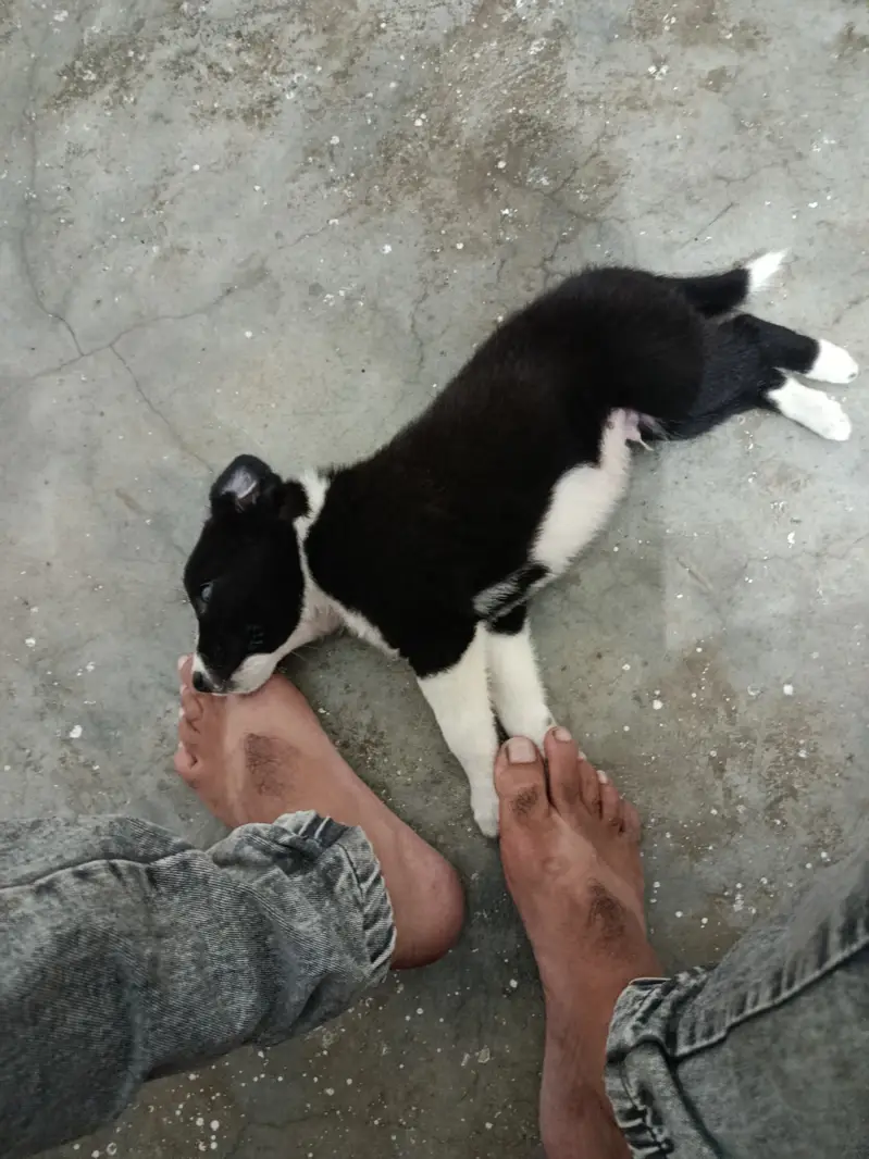 45 days puppy — photo 5
