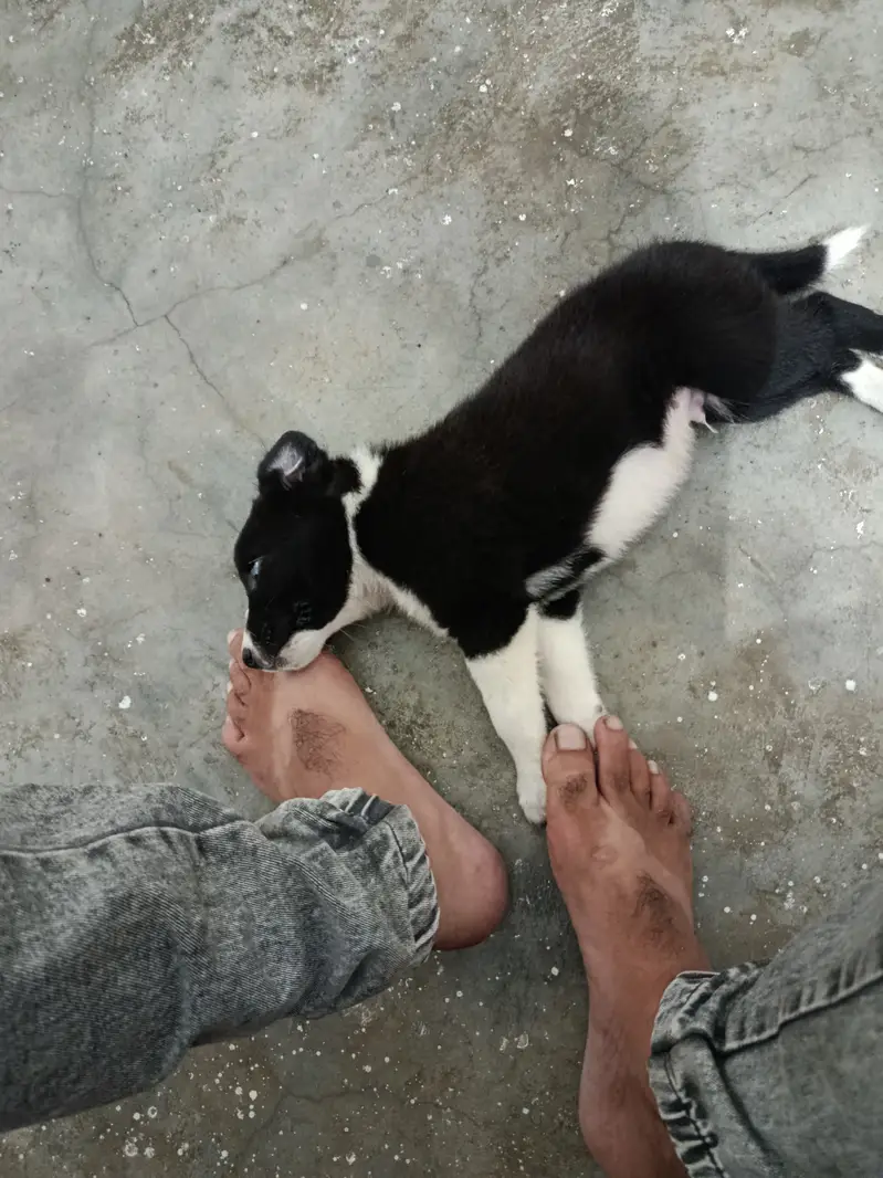 45 days puppy — photo 6