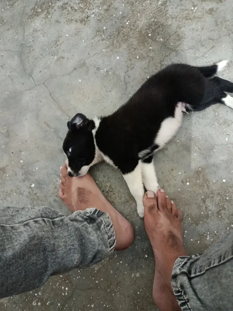 45 days puppy — photo 7