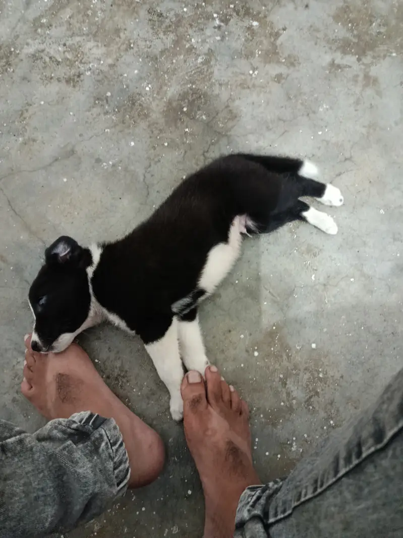 45 days puppy — photo 8