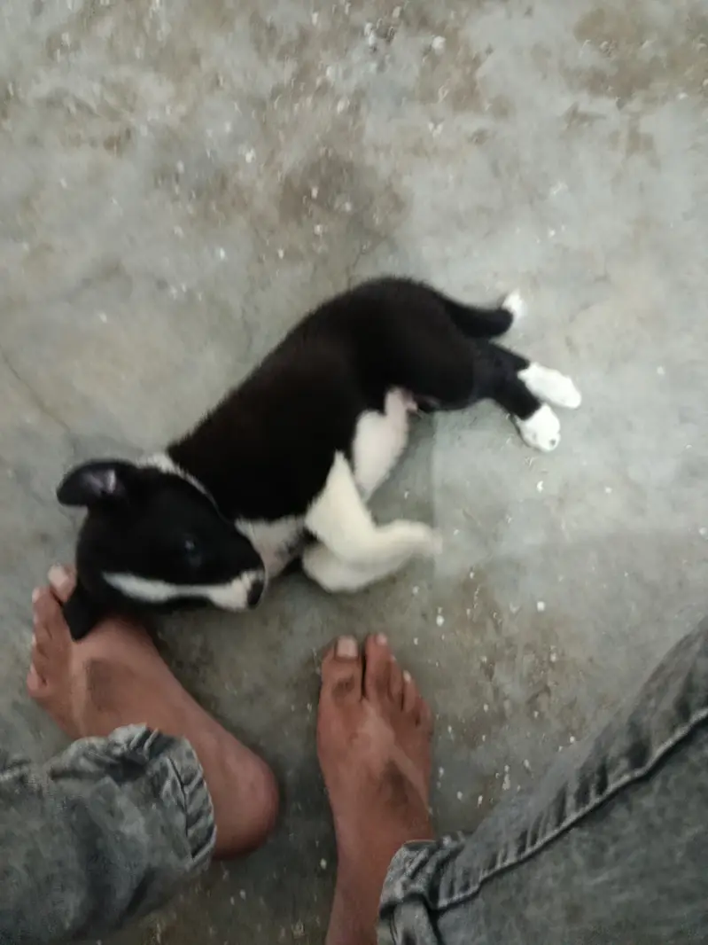 45 days puppy — photo 9