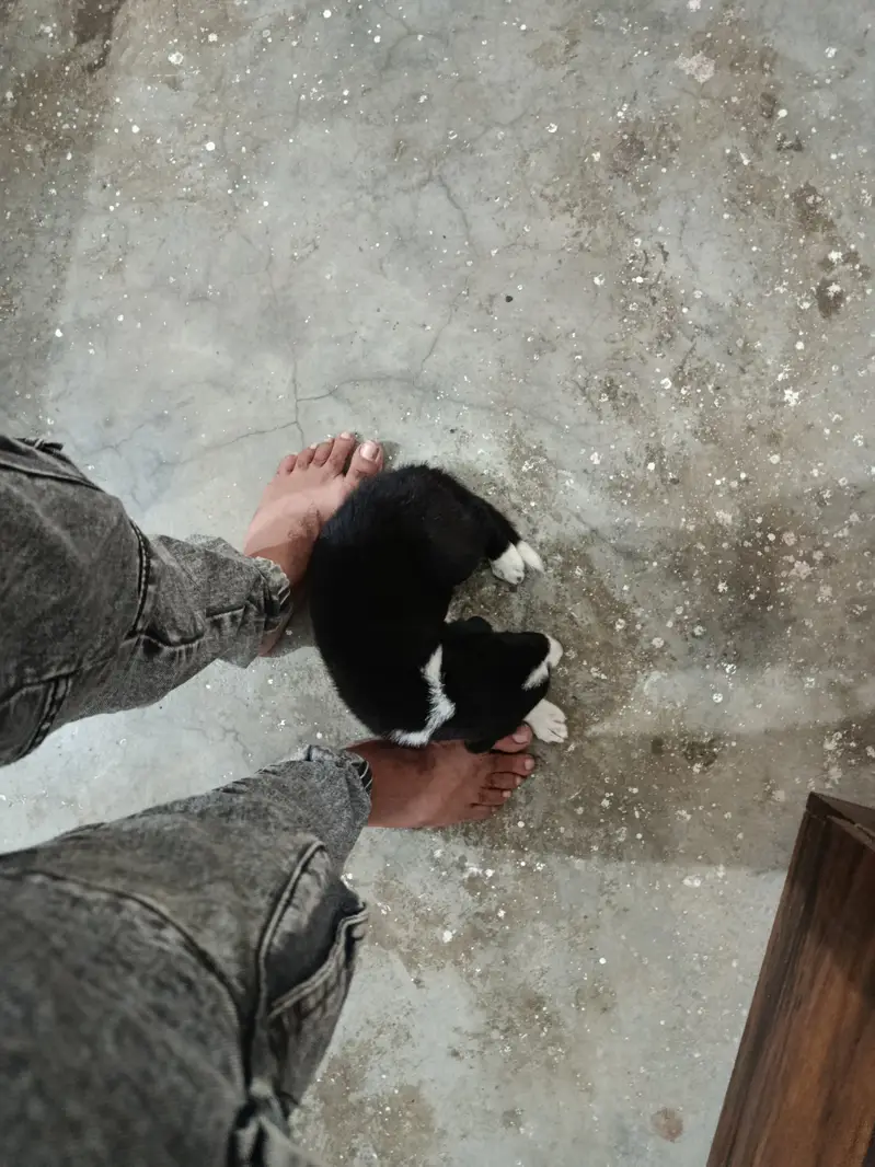 45 days puppy — photo 10