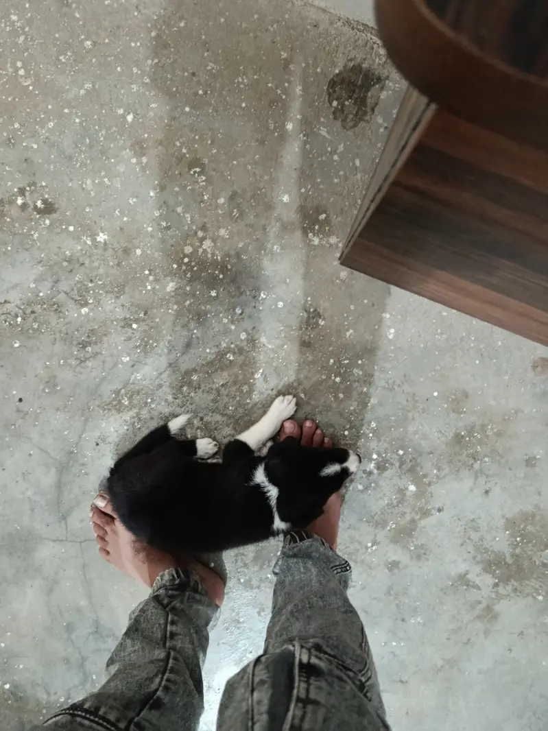 45 days puppy — photo 11