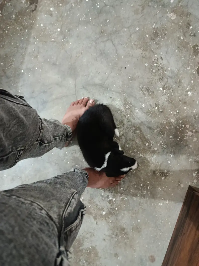 45 days puppy — photo 12