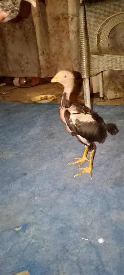 pure aseel thi bacha for sale age 2 month