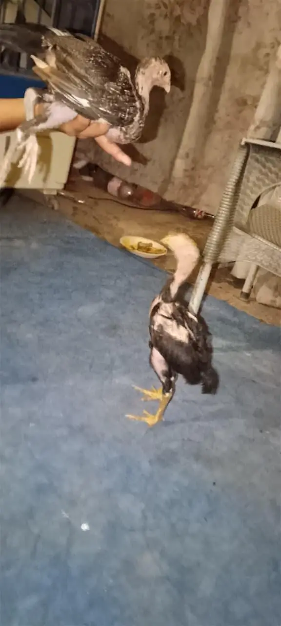 pure aseel thi bacha for sale age 2 month — photo 2