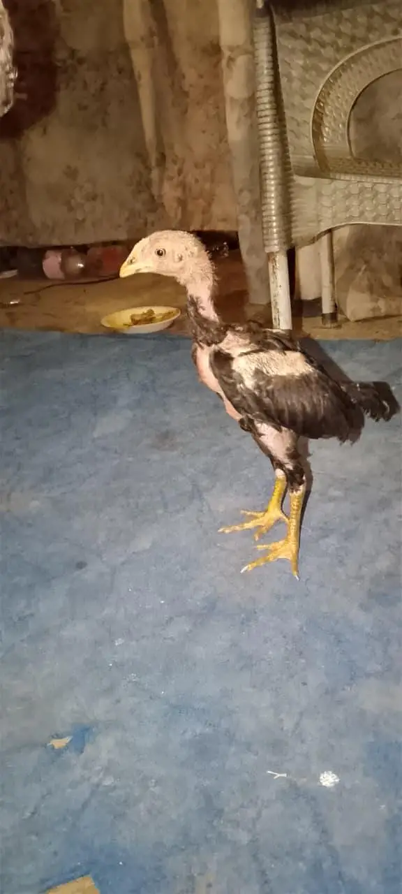 pure aseel thi bacha for sale age 2 month — photo 3